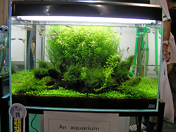 An aquarium̍i